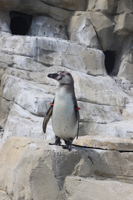 Marineland - Pingouins - 006